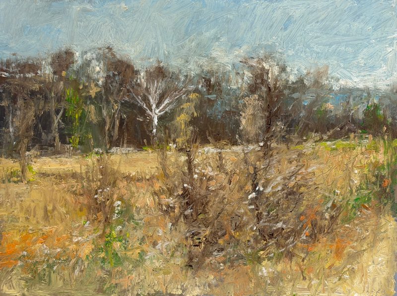 Winter field of tall grass before a treeline