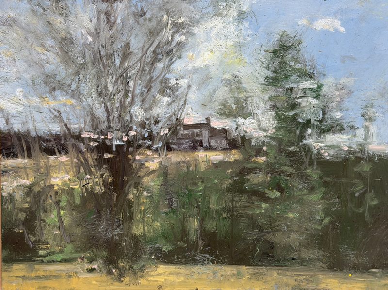Bare tree and evergreens before a distant house