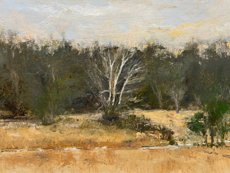 White-barked tree in a dark treeline above a golden field