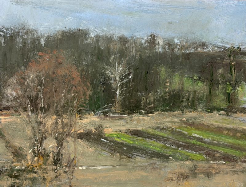 Bare trees beside green crop rows