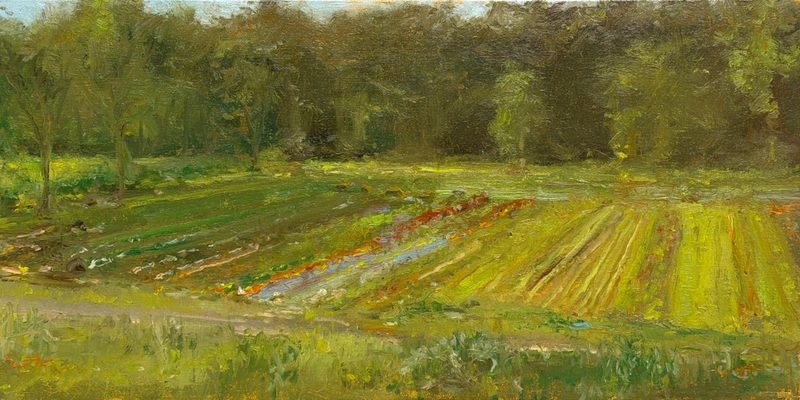 Rows of crops in a field below woods