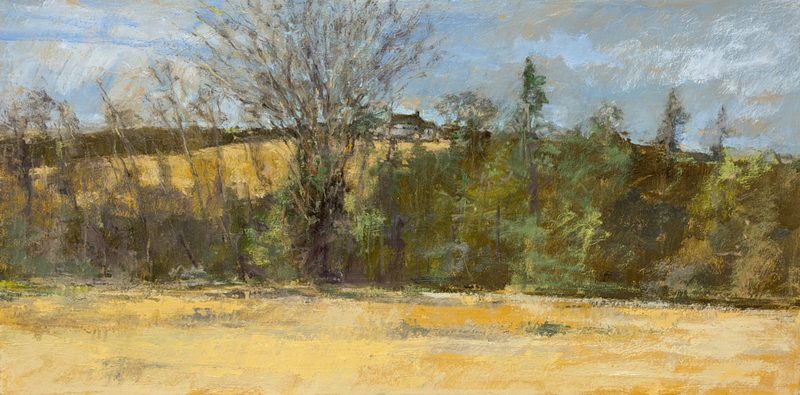 Bare tree on a hillside above a golden field